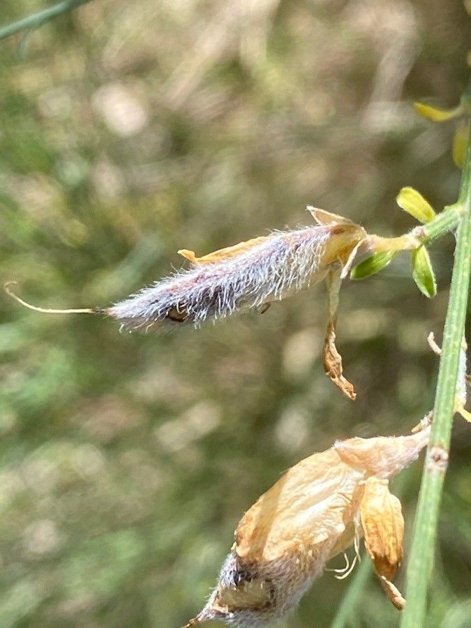 Genista cinerea fruit