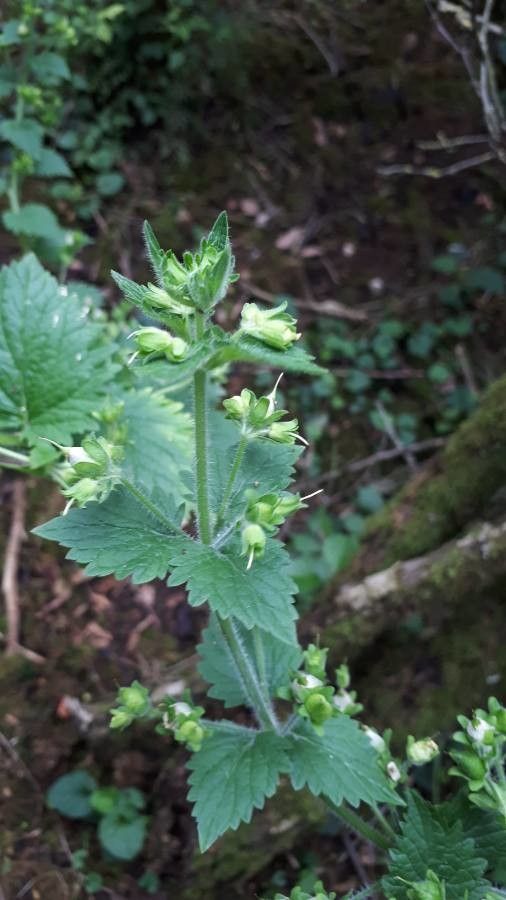 Scrophularia vernalis fruit