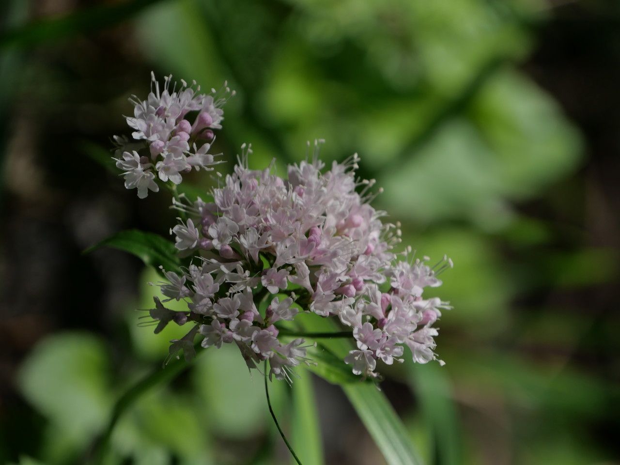 Valeriana montana flower
