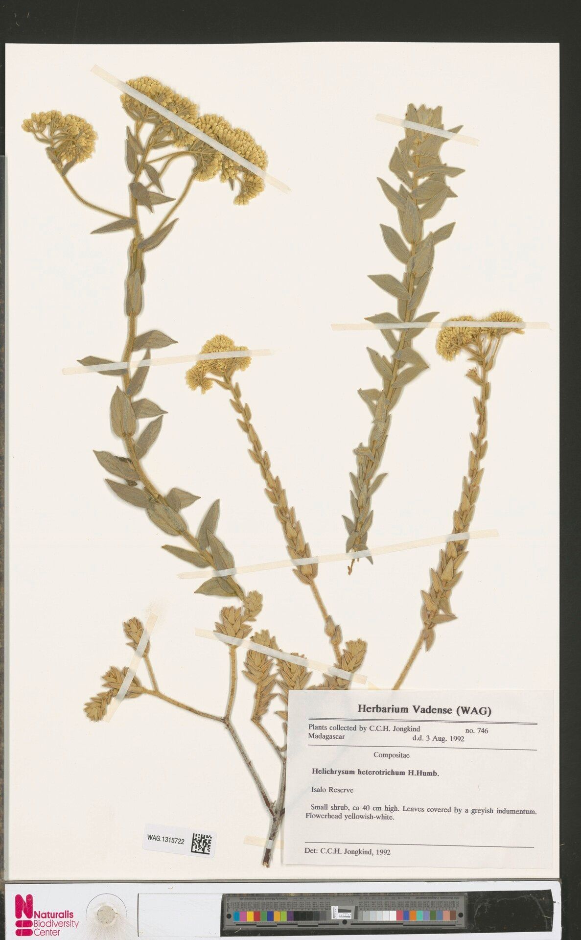 Helichrysum heterotrichum — houseplant care guide