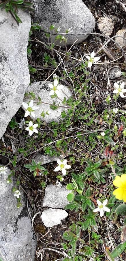 Arenaria multicaulis flower