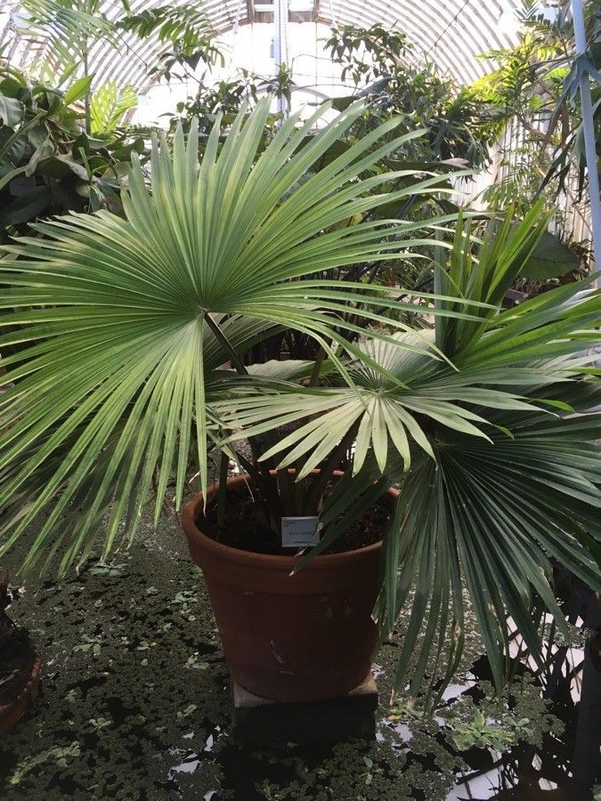 Tahina spectabilis habit