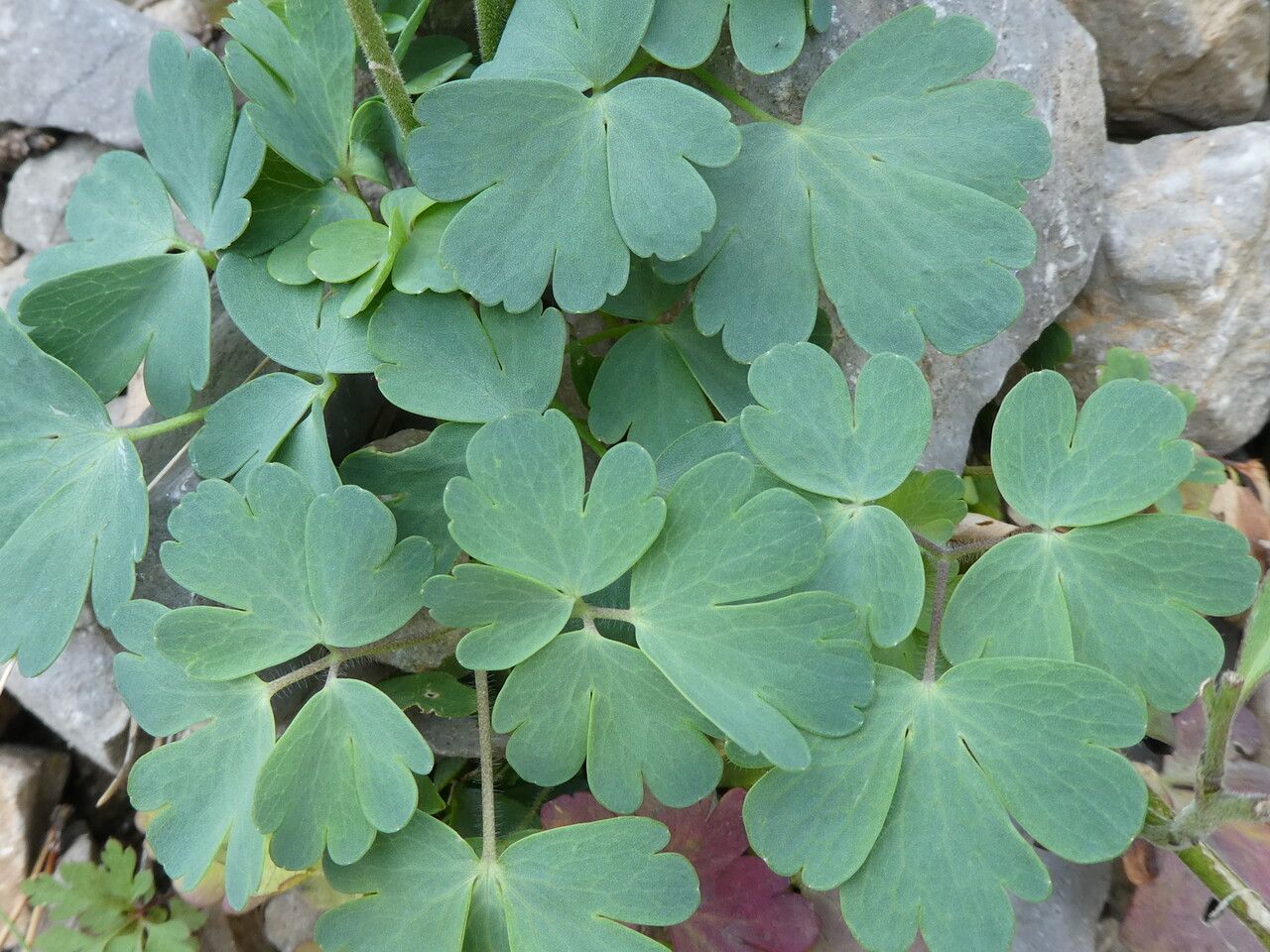 Aquilegia viscosa leaf