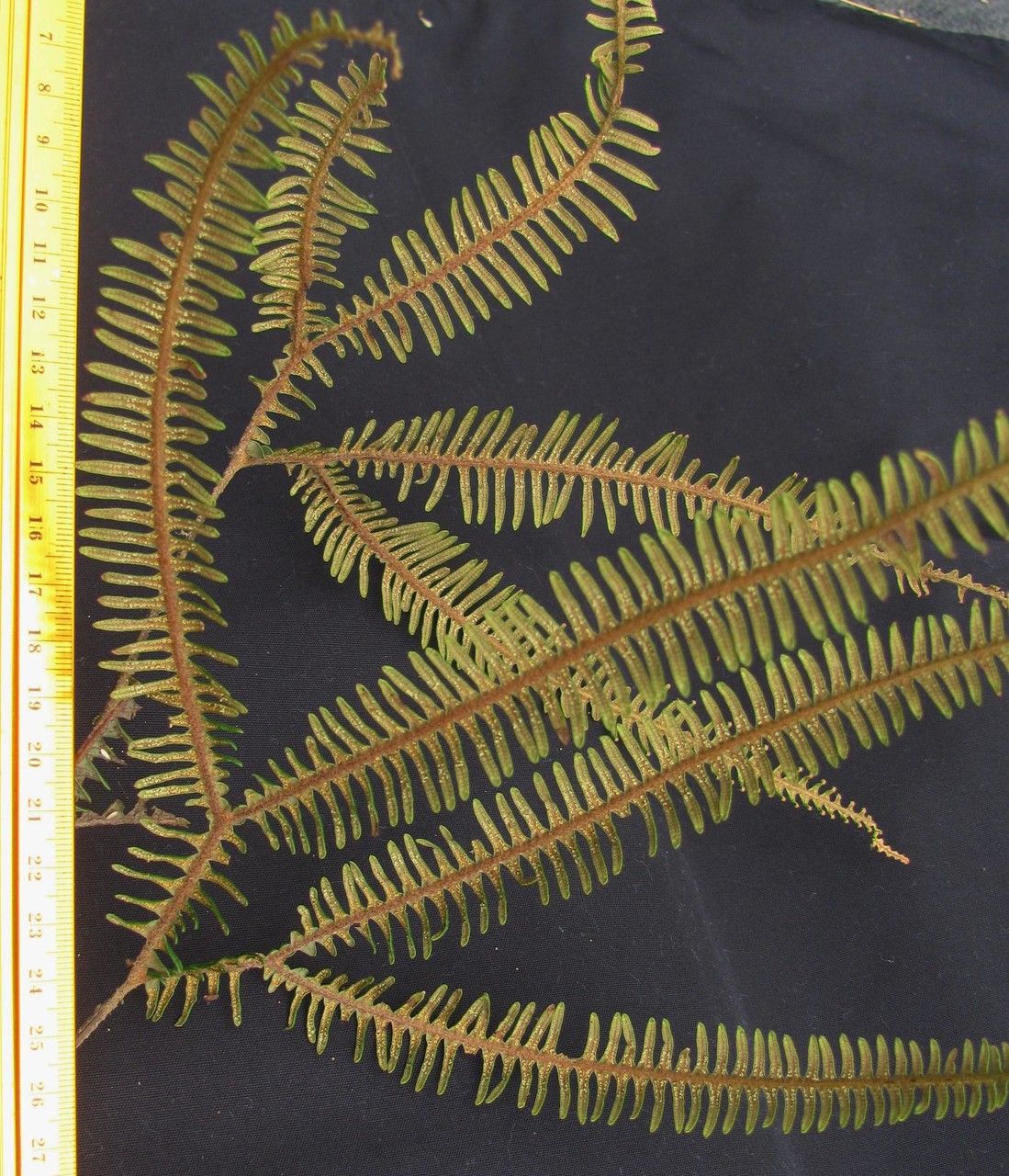 Gleichenia bifida other