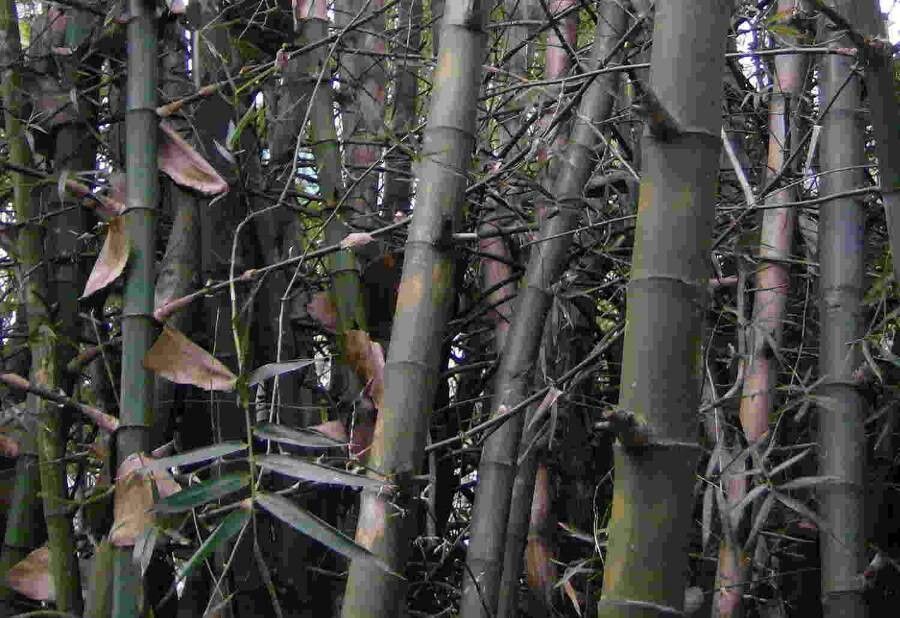 Bambusa blumeana — search result for 'Bambusa'