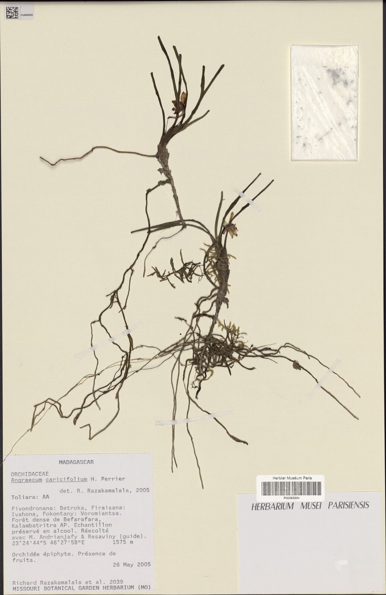 Angraecum ambrense — related species from the same genus
