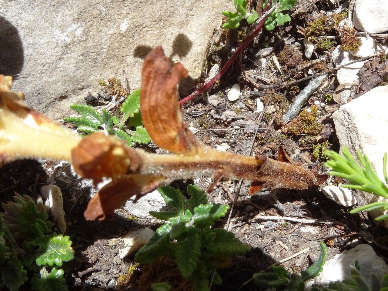 Orobanche teucrii bark