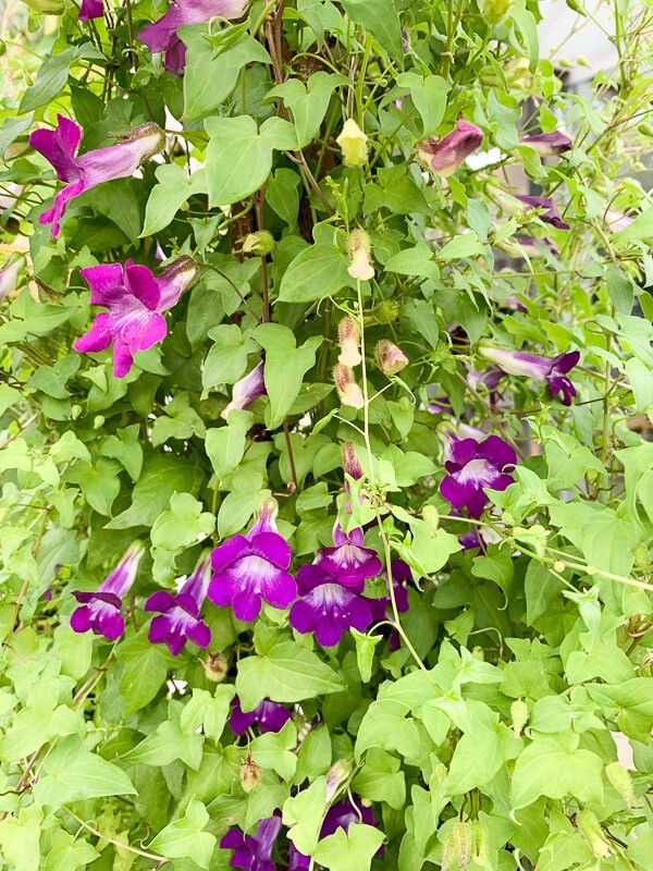 Maurandya barclayana leaf