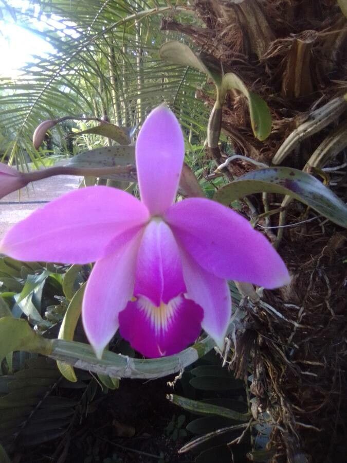 Cattleya violacea flower