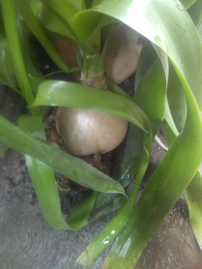 Albuca bracteata fruit