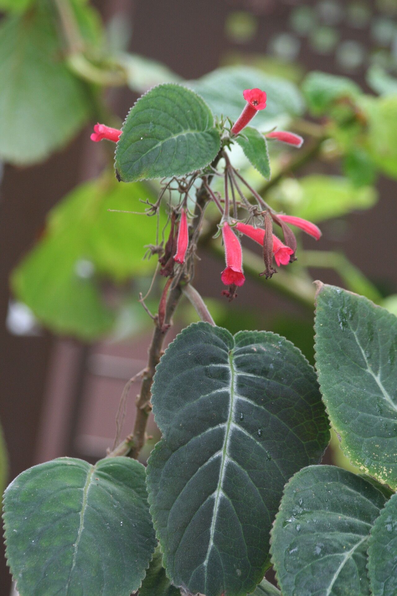 Sinningia reitzii flower