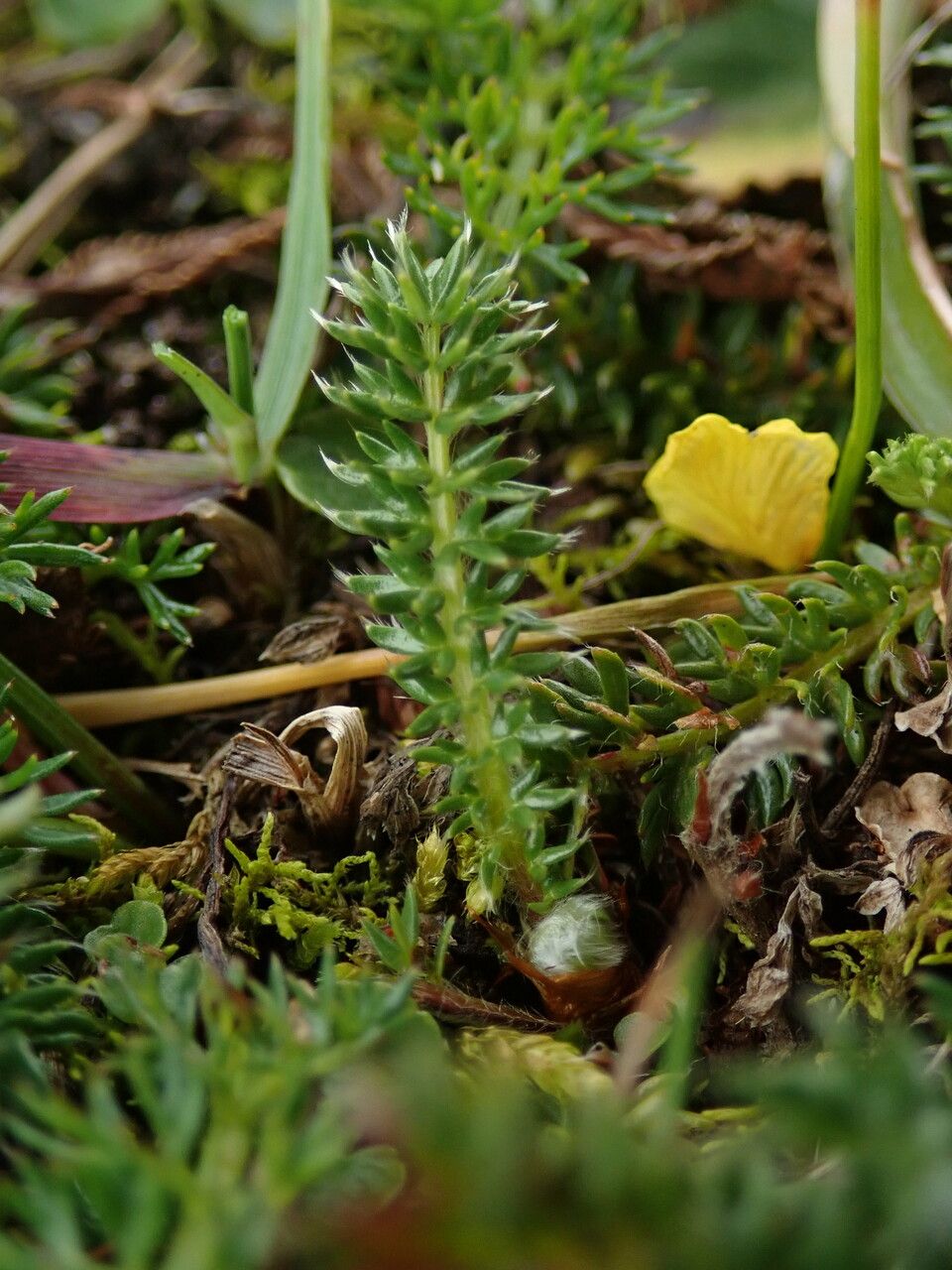 Argentina microphylla habit