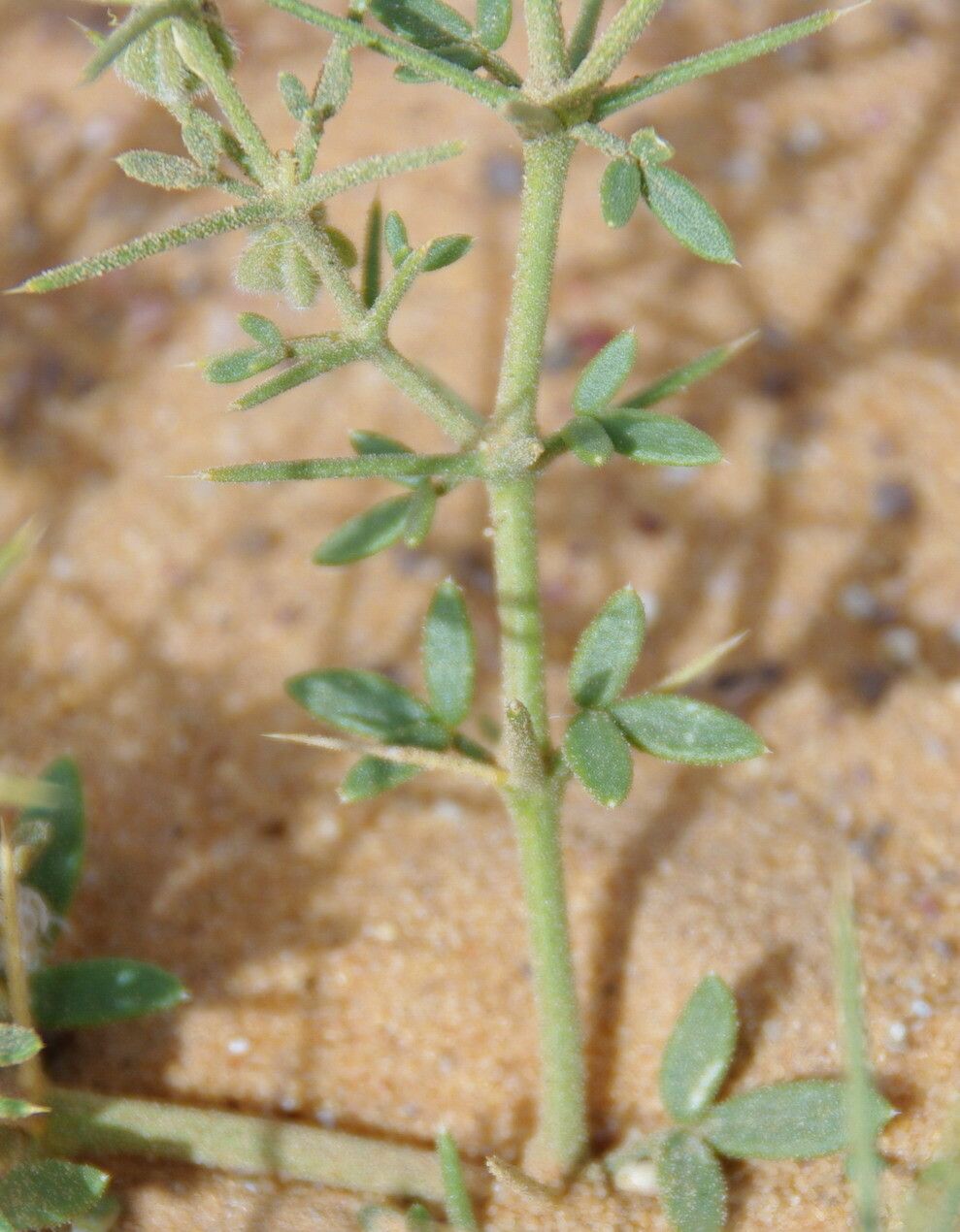Fagonia arabica — related species from the same genus