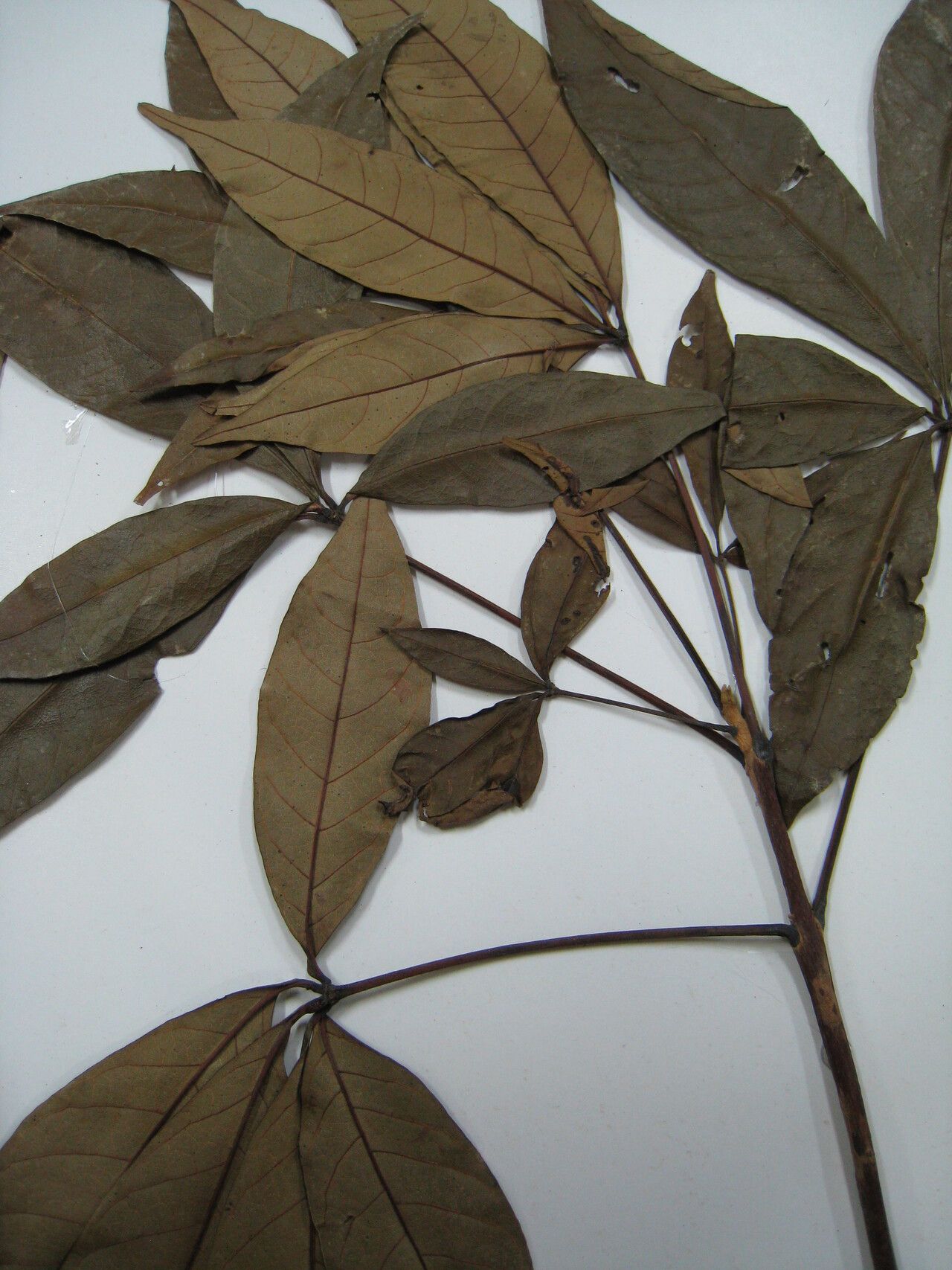 Vitex stahelii other