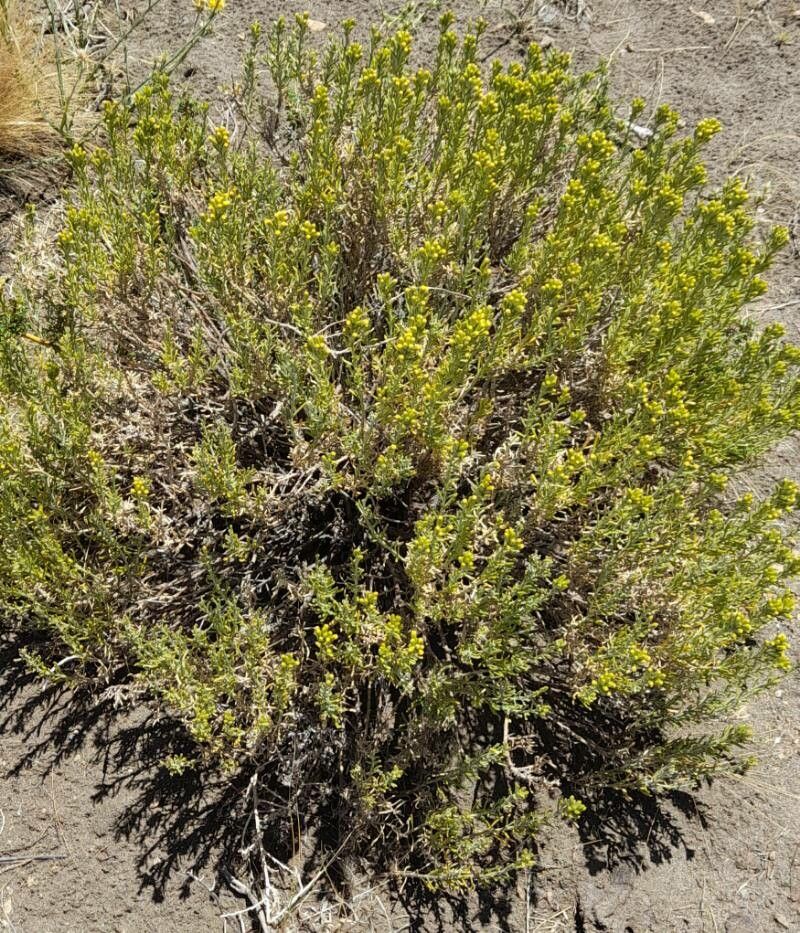 Senecio patagonicus habit