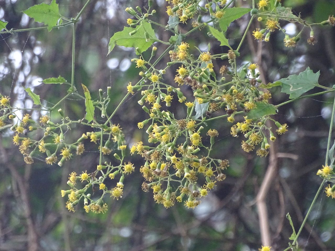 Senecio deltoideus flower
