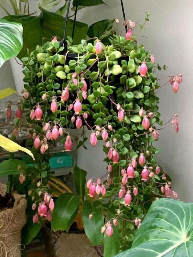 Kalanchoe uniflora — search result for 'Kalanchoe'