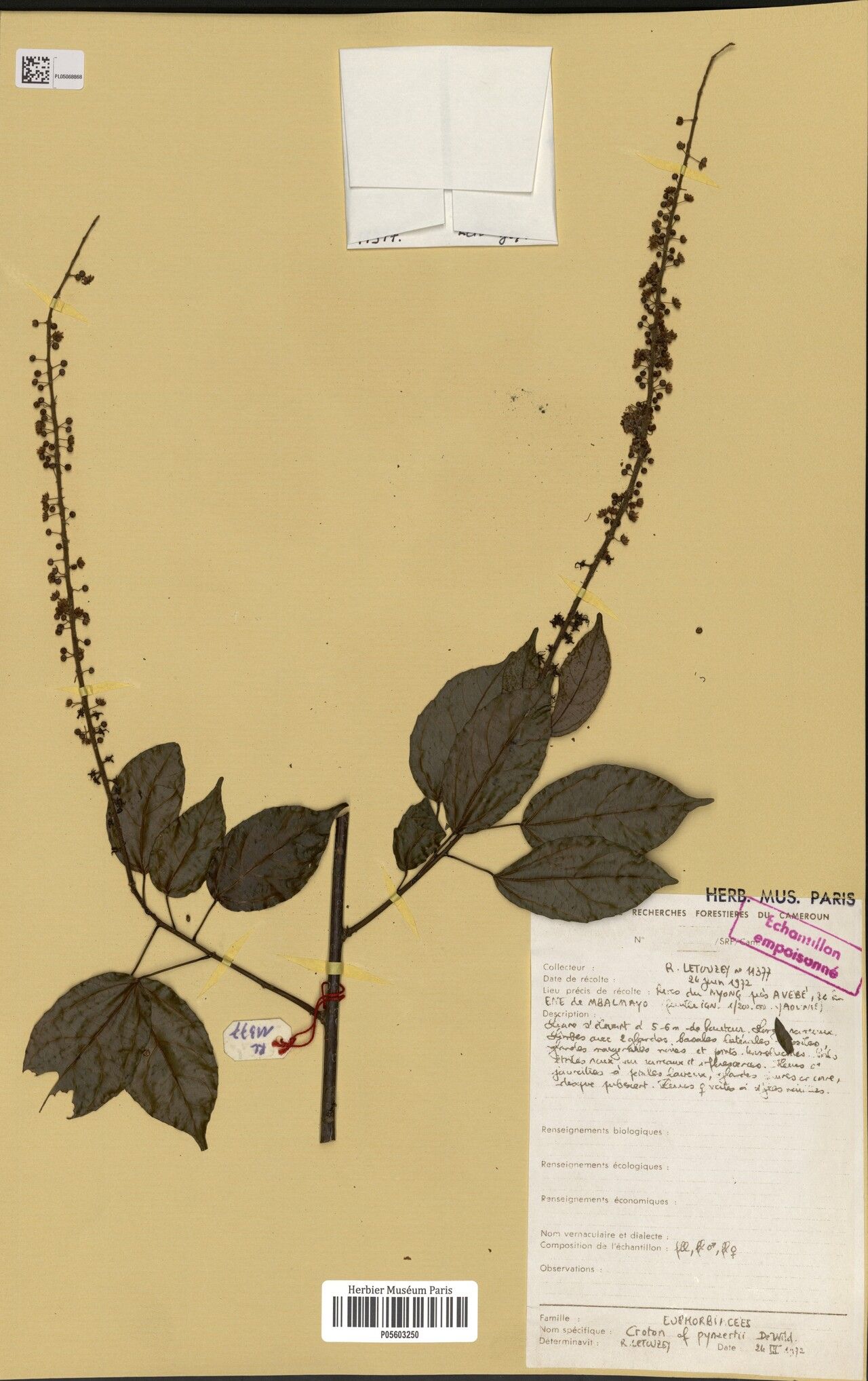 Croton pynaertii — houseplant care guide