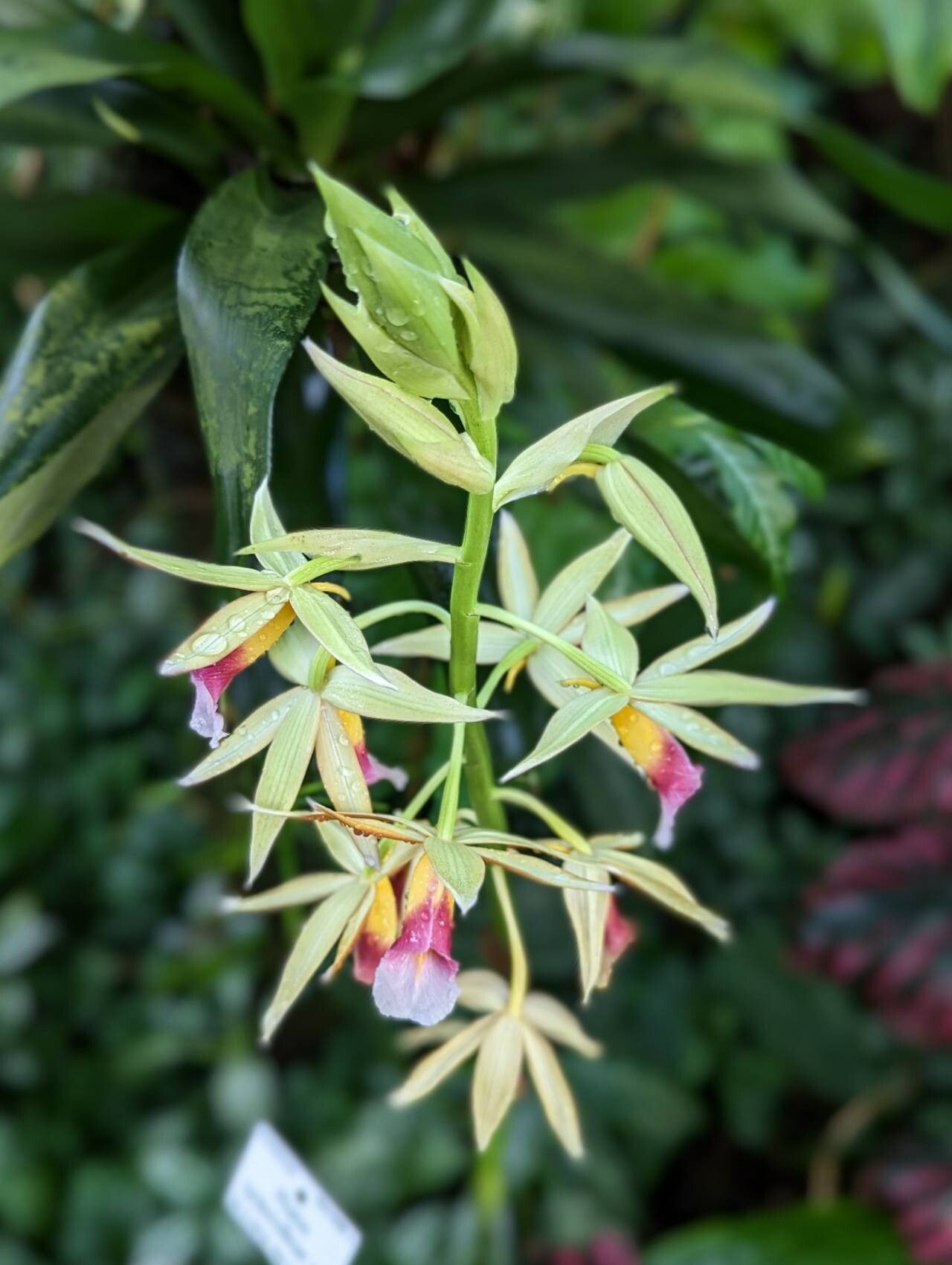Calanthe tankervilleae flower