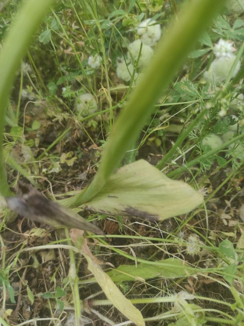 Ophrys incubacea — houseplant care guide