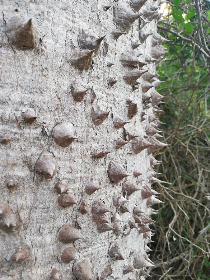 Ceiba aesculifolia bark