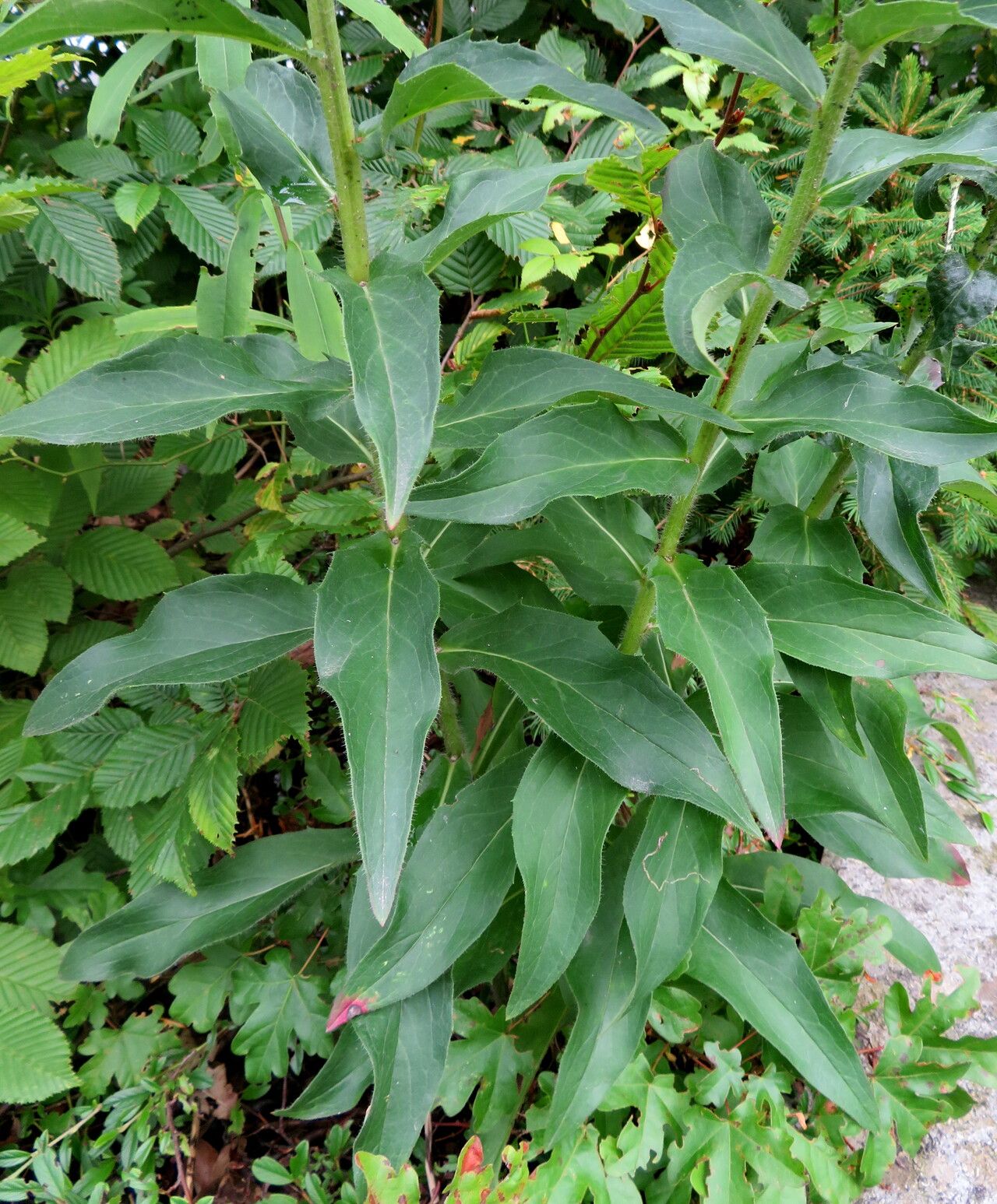 Hieracium inuloides — houseplant care guide