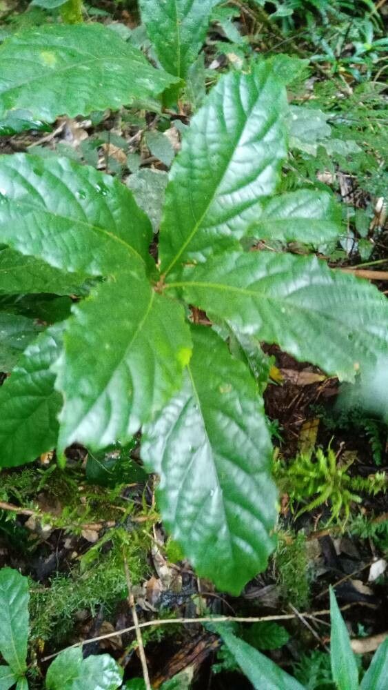 Sloanea australis leaf