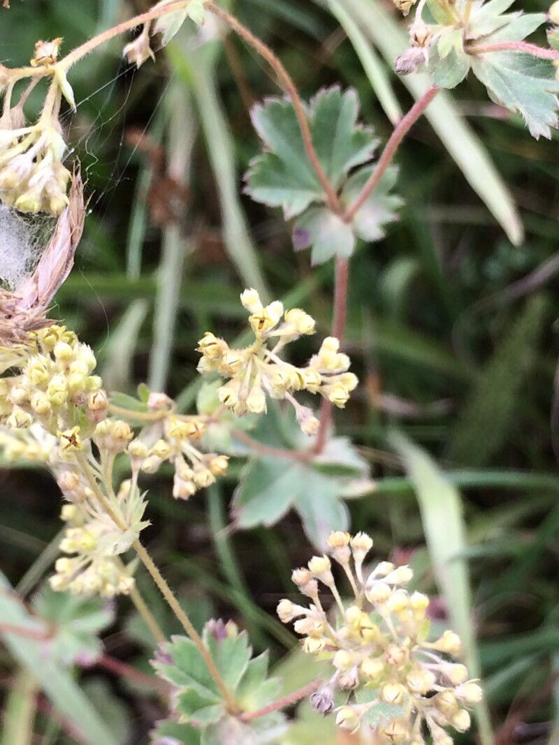 Alchemilla vetteri flower
