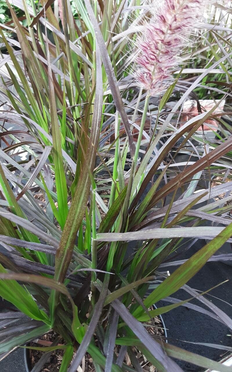 Cenchrus × cupreus leaf