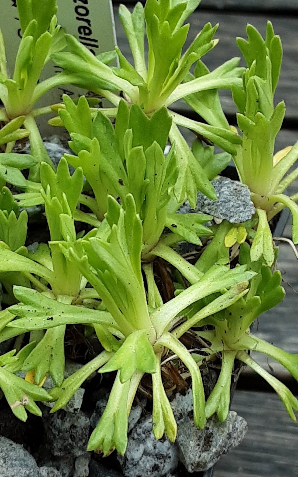 Azorella diversifolia — houseplant care guide