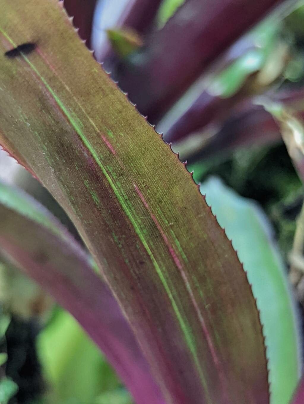 Nidularium purpureum leaf