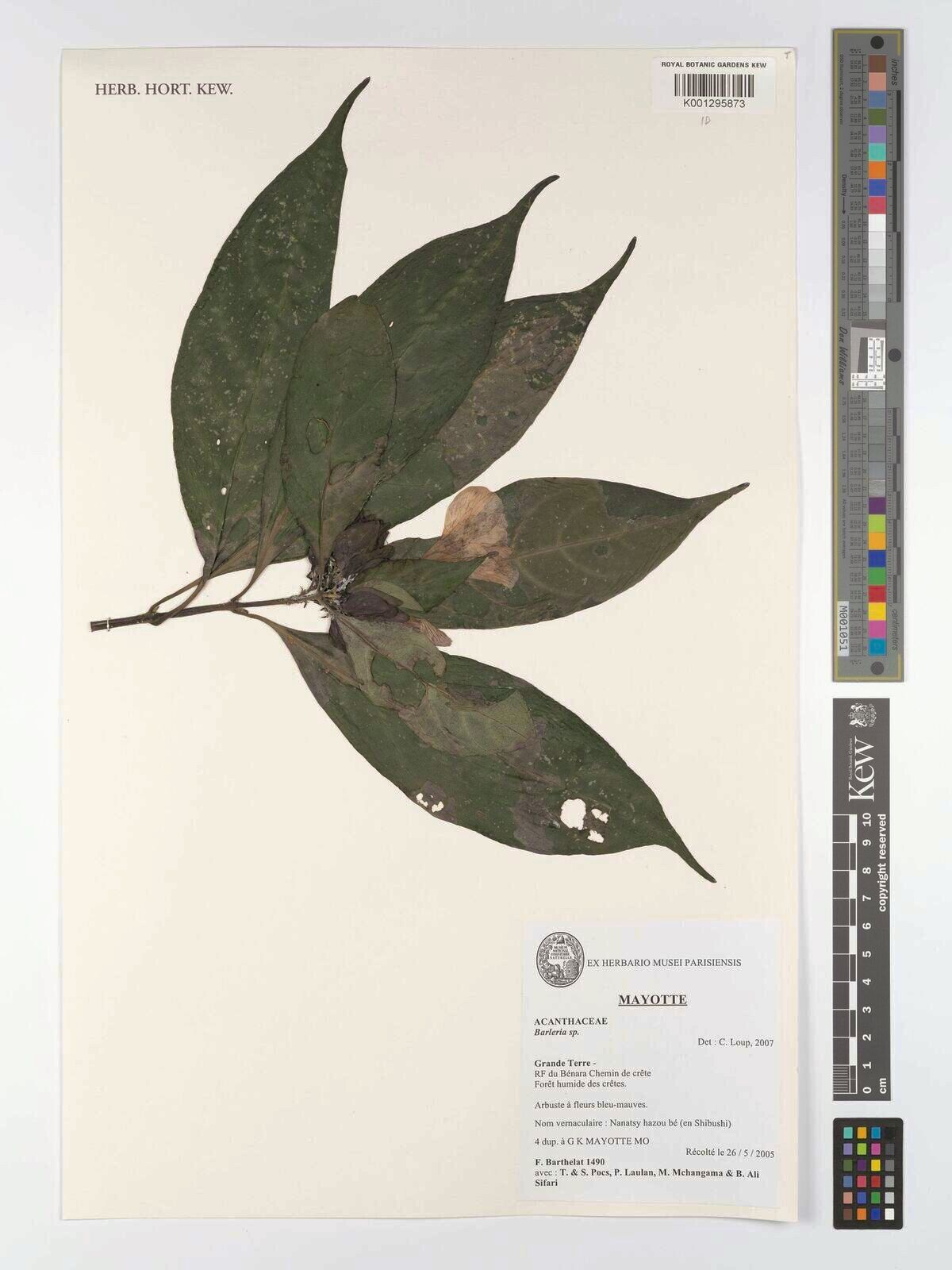 Barleria pulchra — houseplant care guide