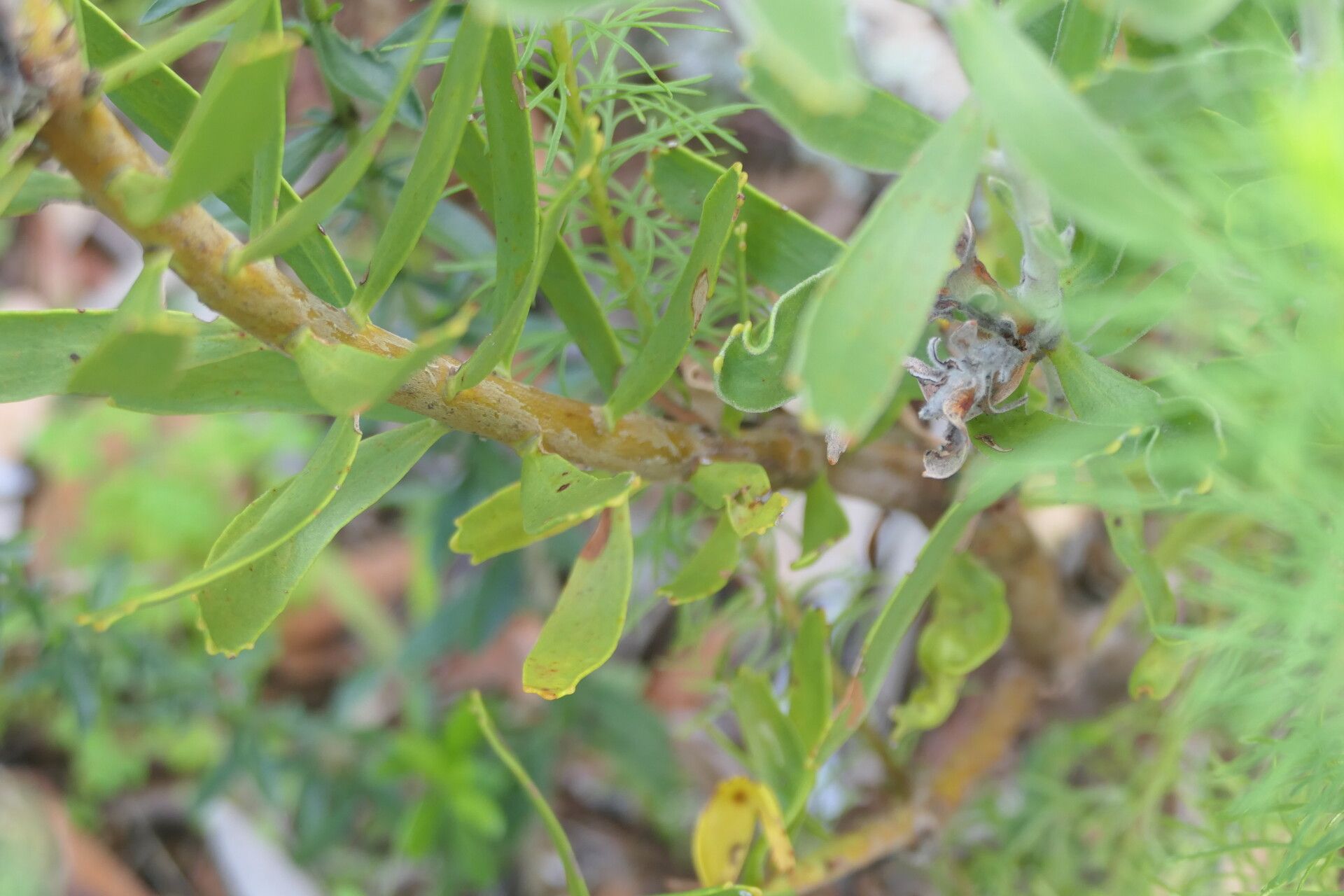 Leucospermum erubescens bark