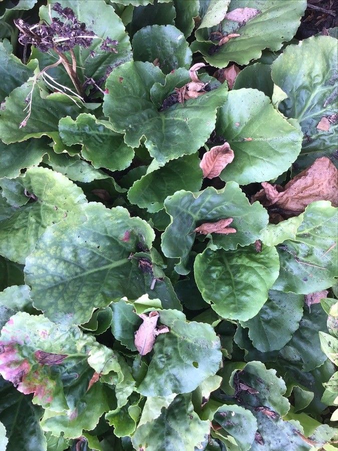 Bergenia stracheyi — search result for 'Himalayas'