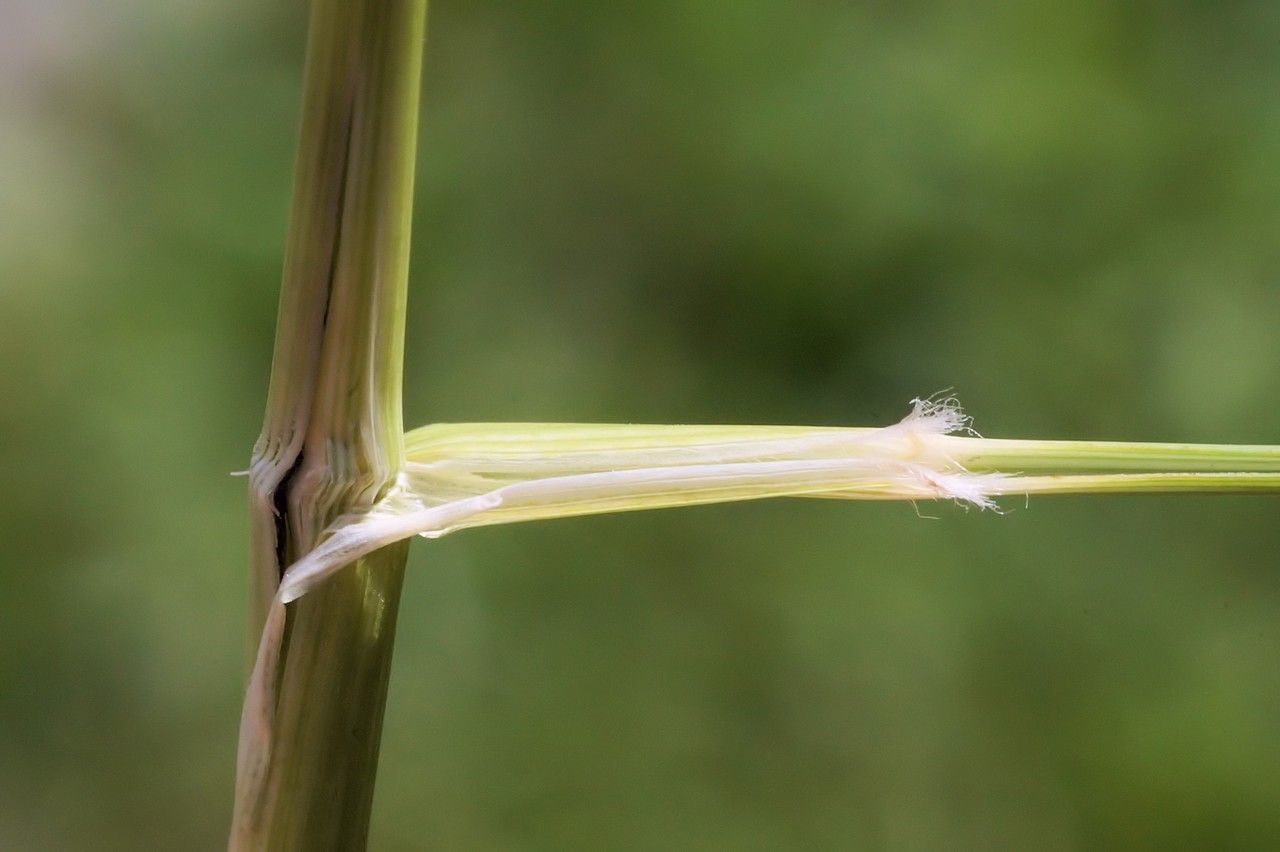 Amelichloa ambigua bark