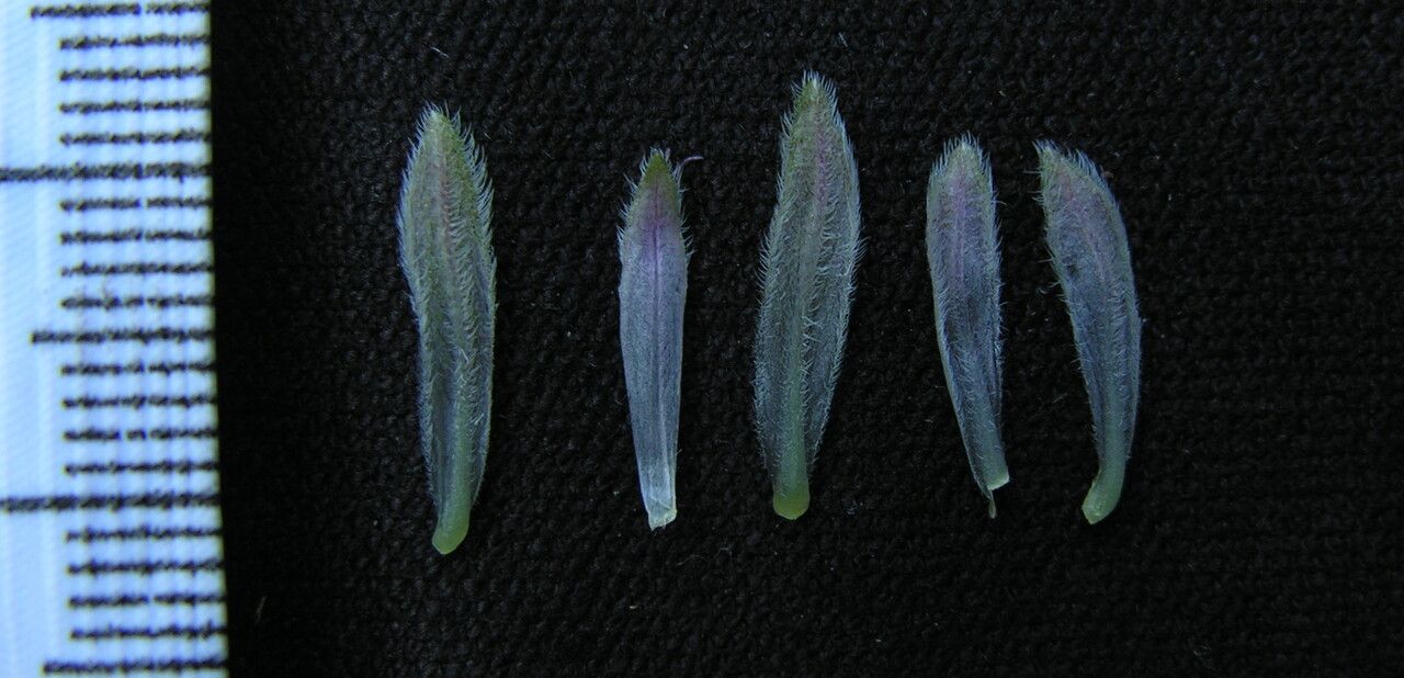 Eranthemum purpurascens fruit