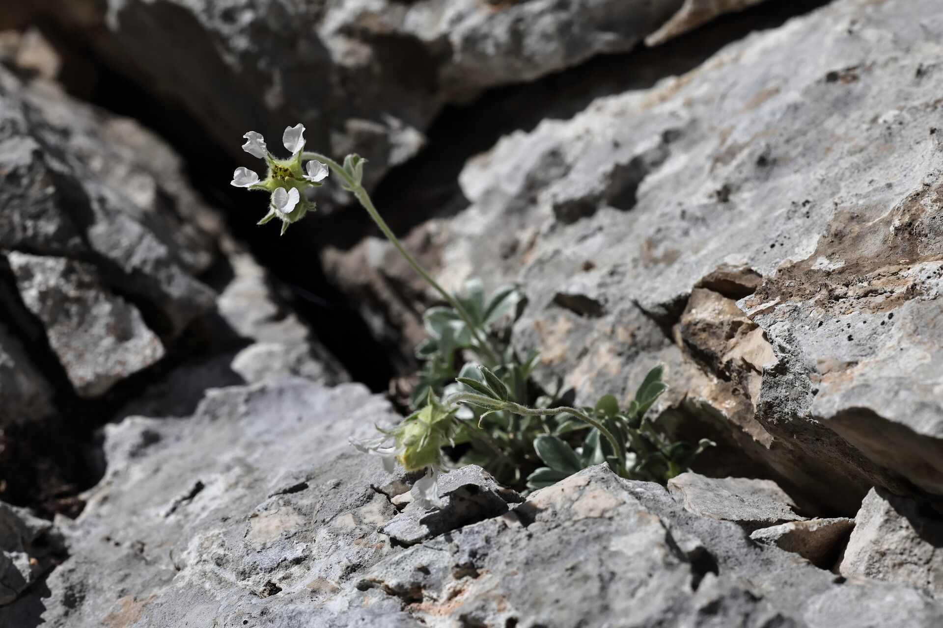 Potentilla apennina flower