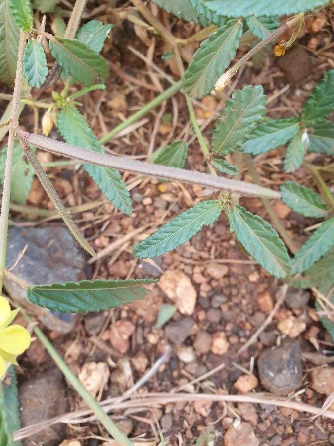 Corchorus trilocularis fruit