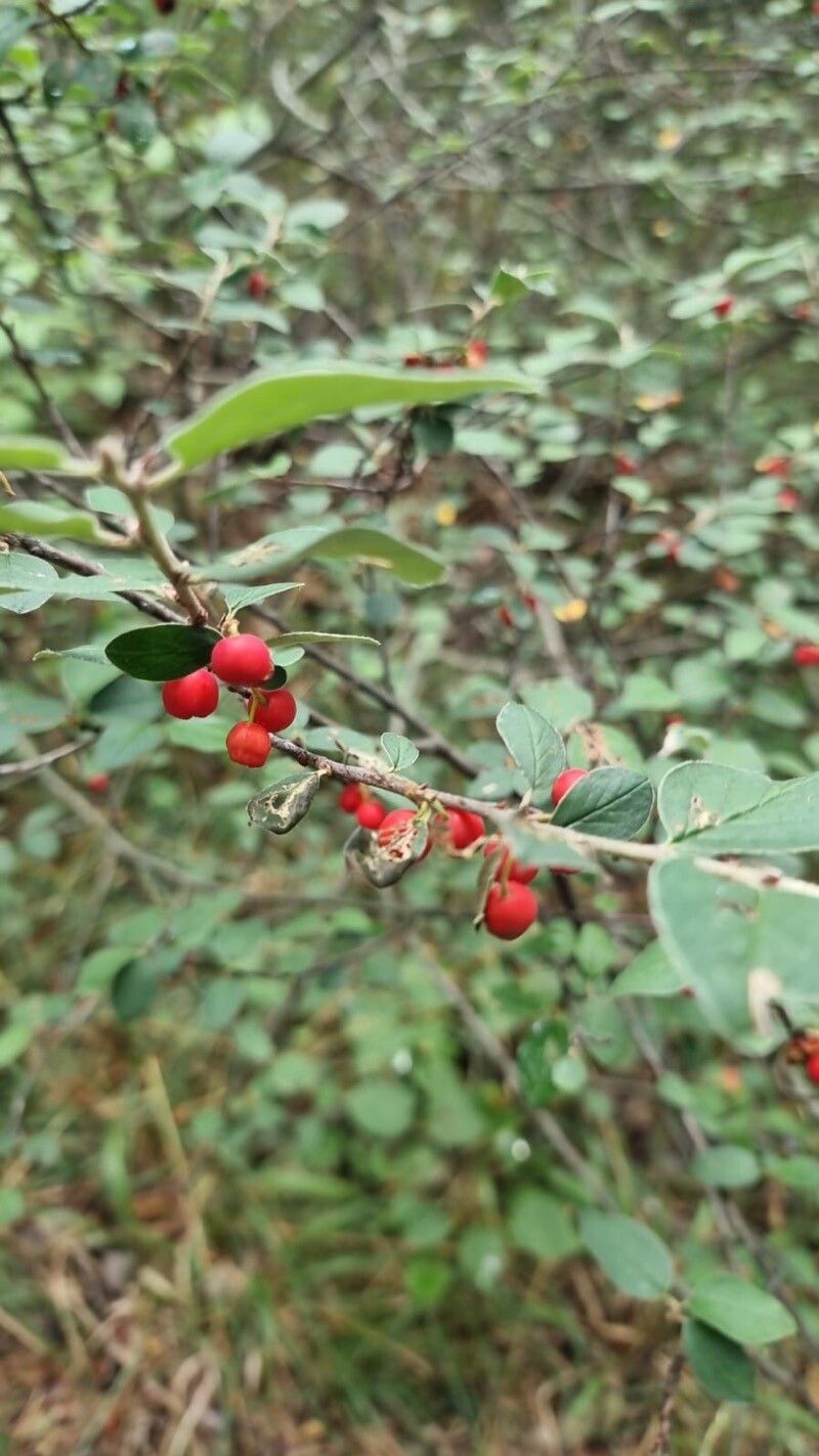 Cotoneaster integerrimus leaf