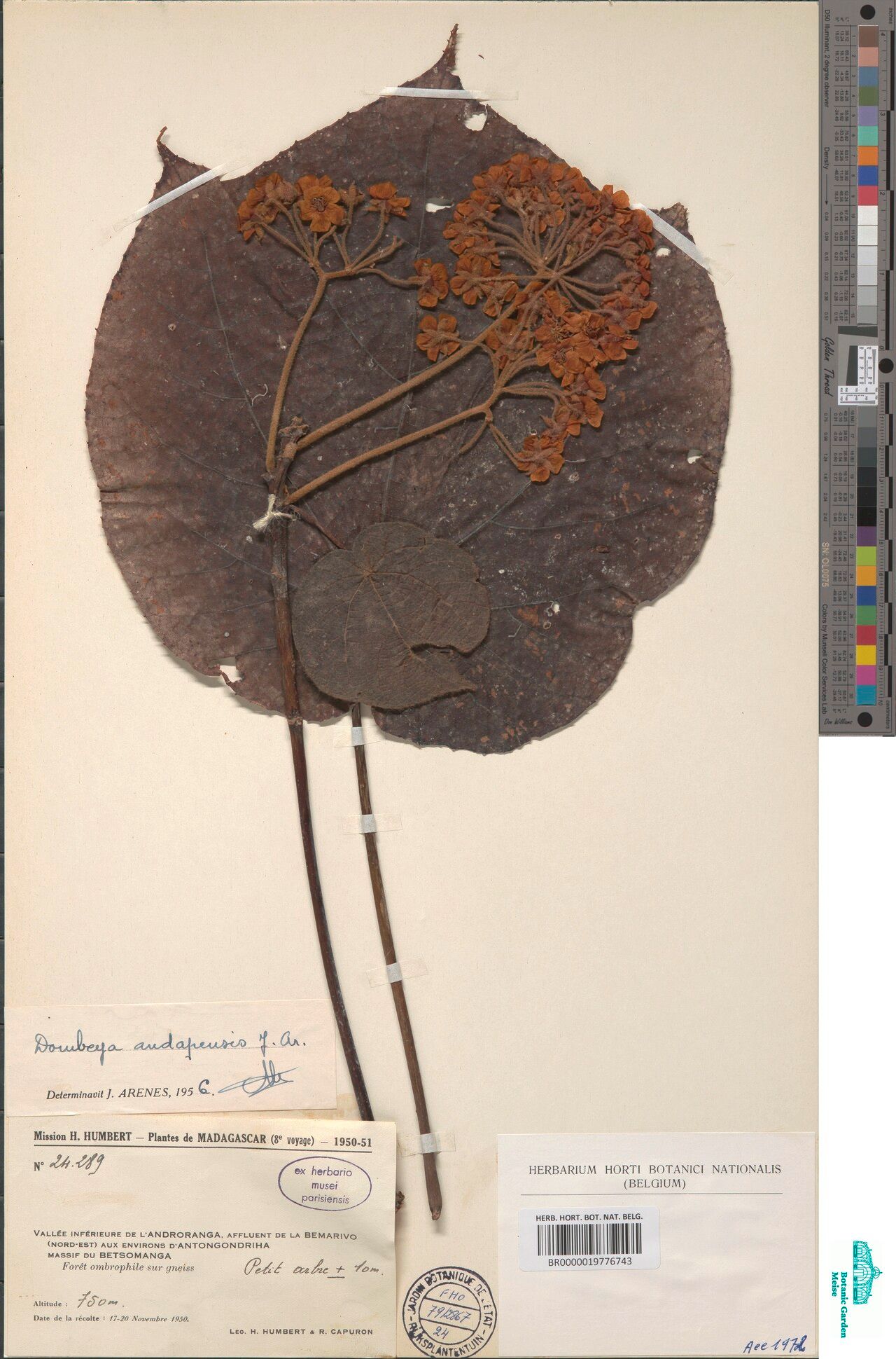 Dombeya andapensis — houseplant care guide