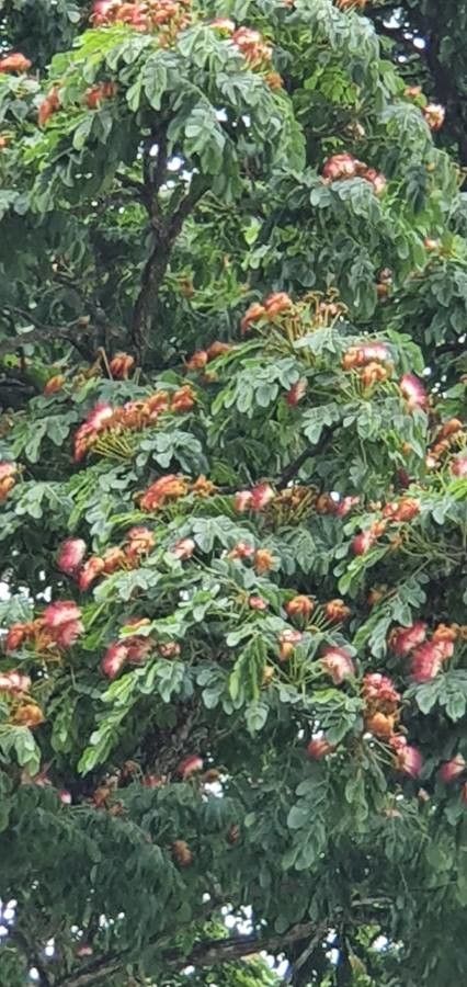 Samanea tubulosa flower