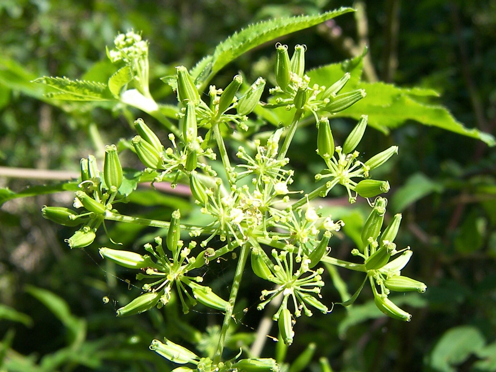 Arracacia atropurpurea flower