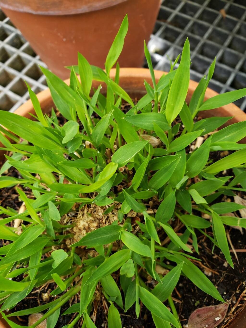 Pogonatherum crinitum — related species from the same genus