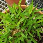 Pogonatherum crinitum