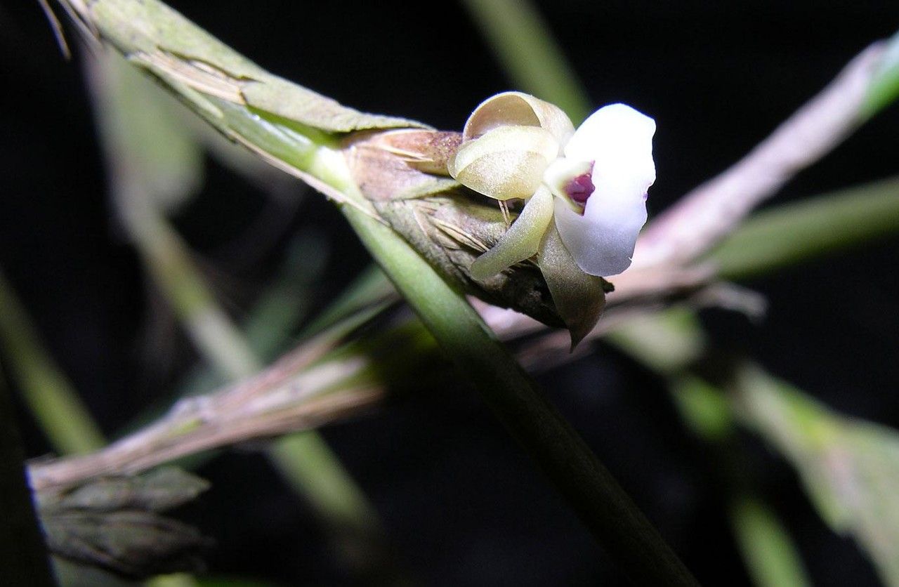 Scaphyglottis subulata flower