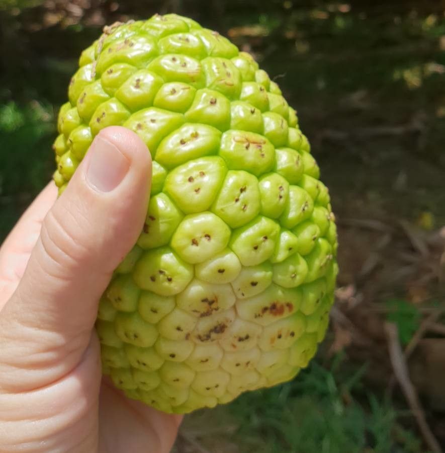 Pandanus rabaiensis — houseplant care guide