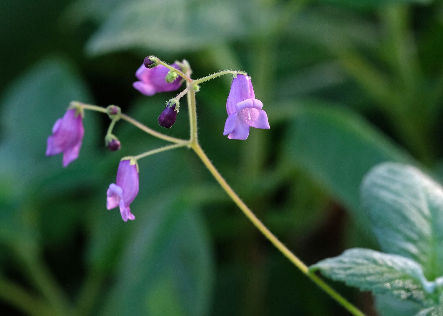 Streptocarpus venosus — search result for 'Streptocarpus'
