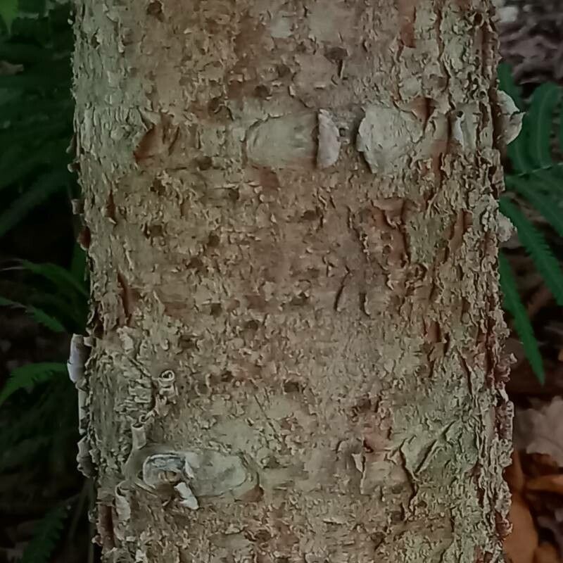 Araucaria biramulata bark