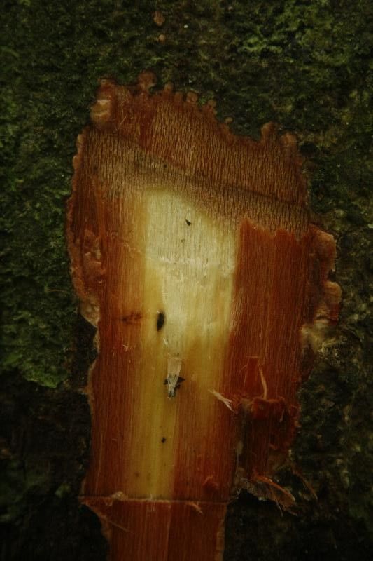 Theobroma subincanum other