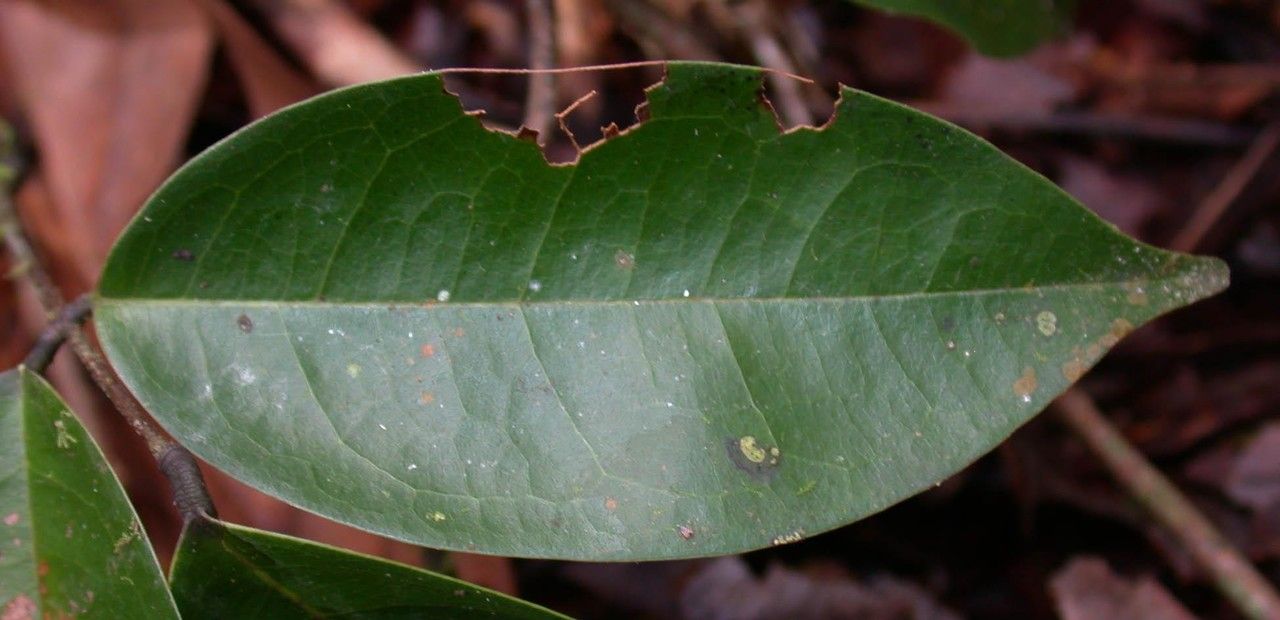 Rourea adenophora leaf